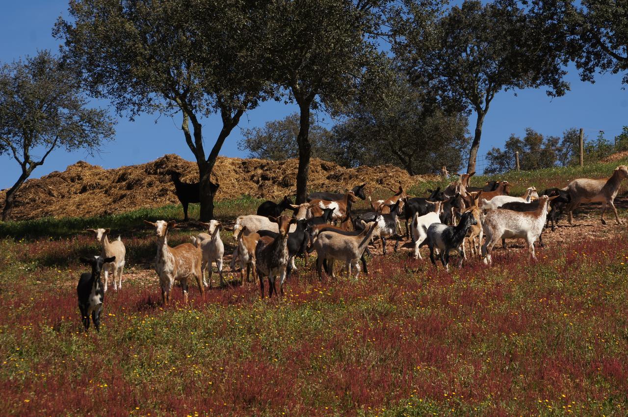 Cantar Do Grilo - Turismo Rural Serpa Kültér fotó